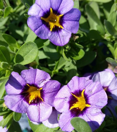 Million Bells Superbells® Evening Star™